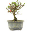 Chaenomeles speciosa, 16 cm, ± 9 jaar oud, met rode bloemen en geel fruit