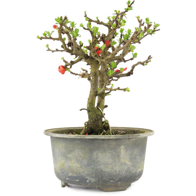Chaenomeles speciosa, 16 cm, ± 9 Jahre alt, mit roten Blüten und gelben Früchten