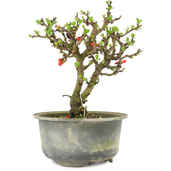 Chaenomeles speciosa, 16 cm, ± 9 ans, à fleurs rouges et fruits jaunes