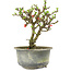 Chaenomeles speciosa, 16 cm, ± 9 anni, con fiori rossi e frutti gialli