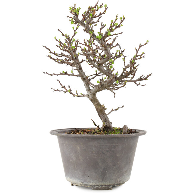 Chaenomeles speciosa, 22,5 cm, ± 13 Jahre alt, mit roten Blüten und gelben Früchten