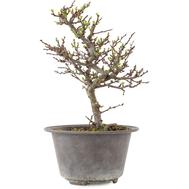 Chaenomeles speciosa, 22,5 cm, ± 13 ans, à fleurs rouges et fruits jaunes