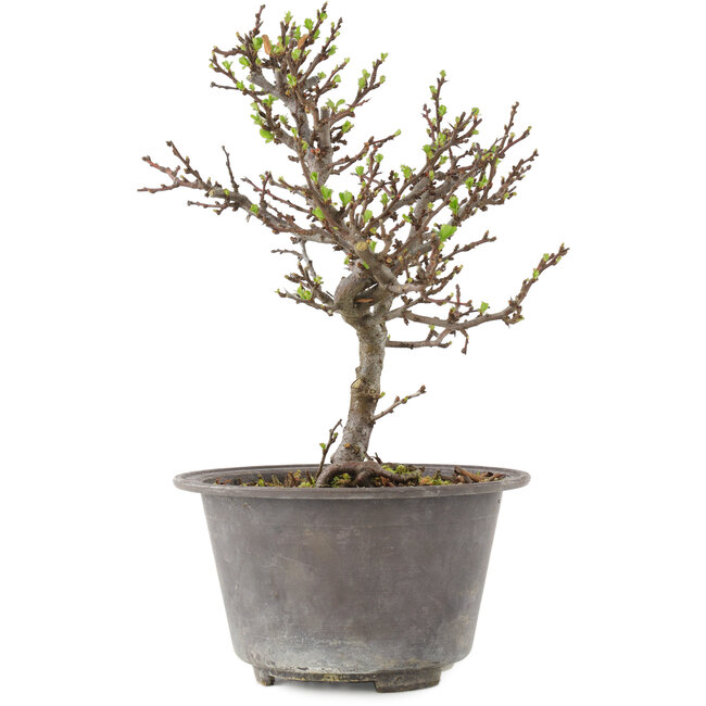 Chaenomeles speciosa, 22,5 cm, ± 13 ans, à fleurs rouges et fruits jaunes