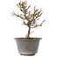 Chaenomeles speciosa, 22,5 cm, ± 13 jaar oud, met rode bloemen en geel fruit