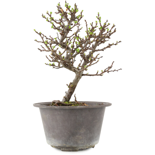 Chaenomeles speciosa, 22,5 cm, ± 13 Jahre alt, mit roten Blüten und gelben Früchten