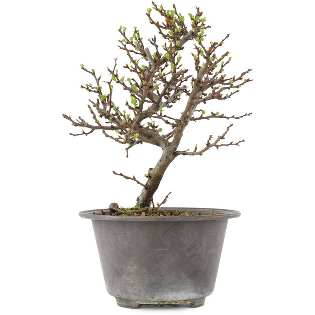 Chaenomeles speciosa, 22,5 cm, ± 13 jaar oud, met rode bloemen en geel fruit