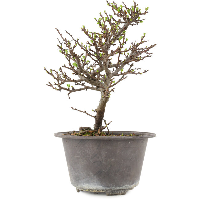 Chaenomeles speciosa, 22,5 cm, ± 13 años, con flores rojas y frutos amarillos