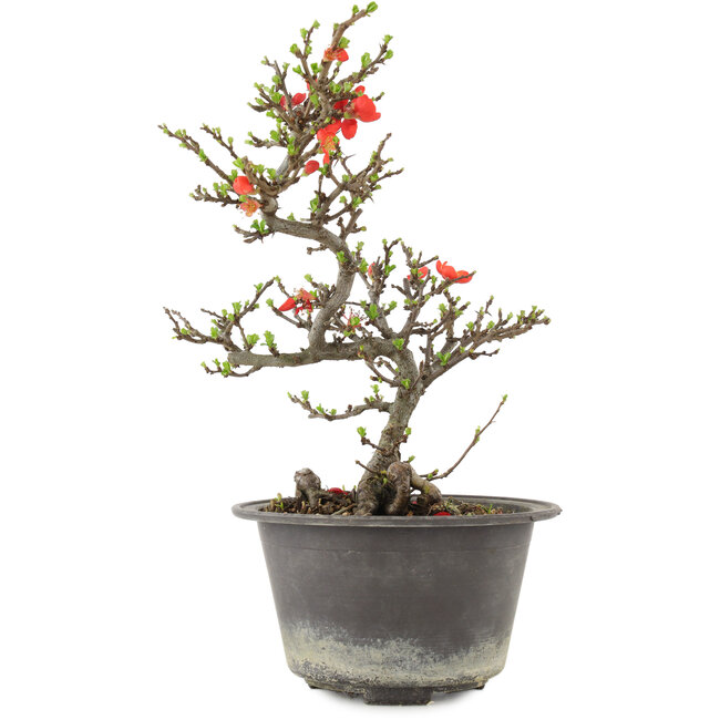 Chaenomeles speciosa, 26 cm, ± 13 anni, con fiori rossi e frutti gialli