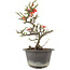 Chaenomeles speciosa, 26 cm, ± 13 jaar oud, met rode bloemen en geel fruit