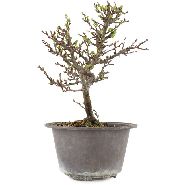 Chaenomeles speciosa, 22,5 cm, ± 13 Jahre alt, mit roten Blüten und gelben Früchten