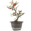 Chaenomeles speciosa, 26 cm, ± 13 anni, con fiori rossi e frutti gialli