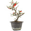 Chaenomeles speciosa, 26 cm, ± 13 years old, with red flowers and yellow fruit