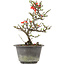 Chaenomeles speciosa, 26 cm, ± 13 anni, con fiori rossi e frutti gialli