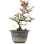 Chaenomeles speciosa, 26 cm, ± 13 years old, with red flowers and yellow fruit