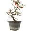 Chaenomeles speciosa, 26 cm, ± 13 anni, con fiori rossi e frutti gialli