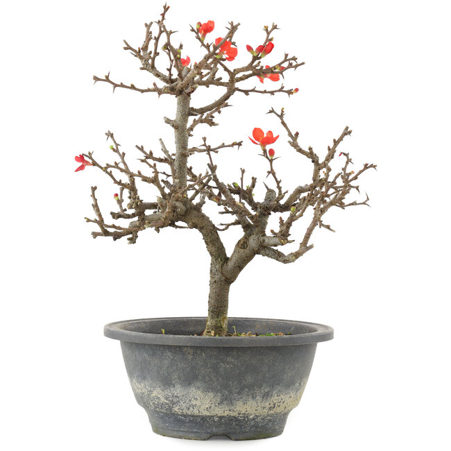 Chaenomeles speciosa, 23,5 cm, ± 13 anni, con fiori rossi e frutti gialli