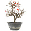 Chaenomeles speciosa, 23,5 cm, ± 13 jaar oud, met rode bloemen en geel fruit