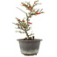 Chaenomeles speciosa, 26 cm, ± 13 anni, con fiori rossi e frutti gialli