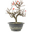 Chaenomeles speciosa, 23,5 cm, ± 13 jaar oud, met rode bloemen en geel fruit