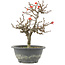 Chaenomeles speciosa, 23,5 cm, ± 13 jaar oud, met rode bloemen en geel fruit