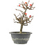 Chaenomeles speciosa, 23,5 cm, ± 13 jaar oud, met rode bloemen en geel fruit