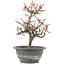 Chaenomeles speciosa, 23,5 cm, ± 13 jaar oud, met rode bloemen en geel fruit