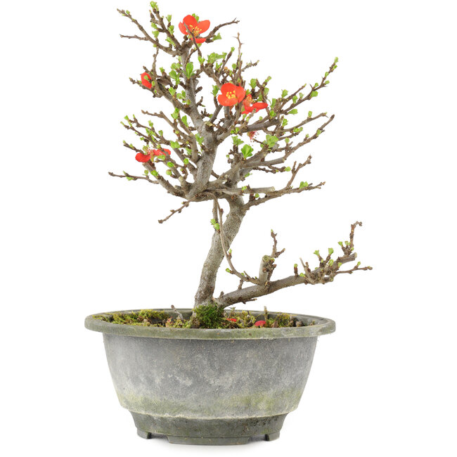 Chaenomeles speciosa, 21 cm, ± 13 anni, con fiori rossi e frutti gialli