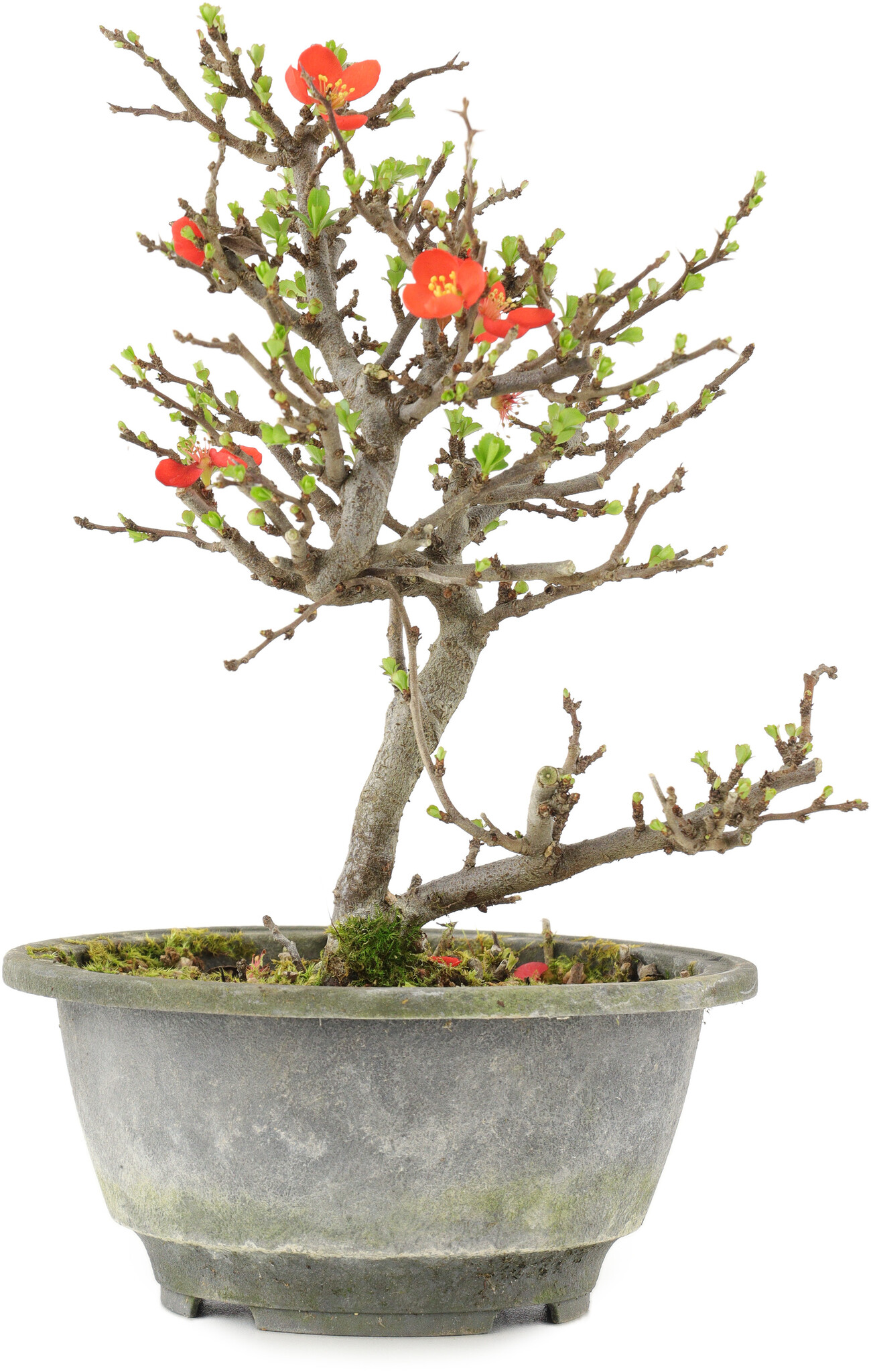 rhododendron simsii bonsai Purple Rhododendron Bonsai Tree