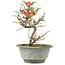 Chaenomeles speciosa, 21 cm, ± 13 jaar oud, met rode bloemen en geel fruit