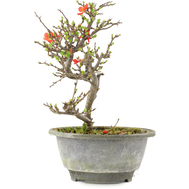 Chaenomeles speciosa, 21 cm, ± 13 anni, con fiori rossi e frutti gialli