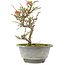 Chaenomeles speciosa, 21 cm, ± 13 anni, con fiori rossi e frutti gialli