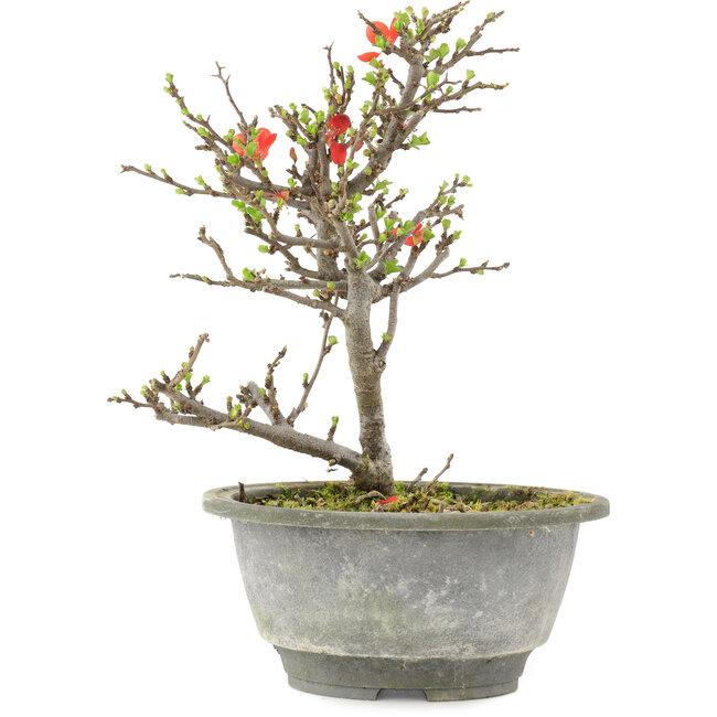 Chaenomeles speciosa, 21 cm, ± 13 ans, à fleurs rouges et fruits jaunes