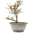 Chaenomeles speciosa, 21 cm, ± 13 jaar oud, met rode bloemen en geel fruit