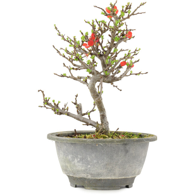Chaenomeles speciosa, 21 cm, ± 13 ans, à fleurs rouges et fruits jaunes