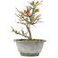 Chaenomeles speciosa, 21 cm, ± 13 anni, con fiori rossi e frutti gialli