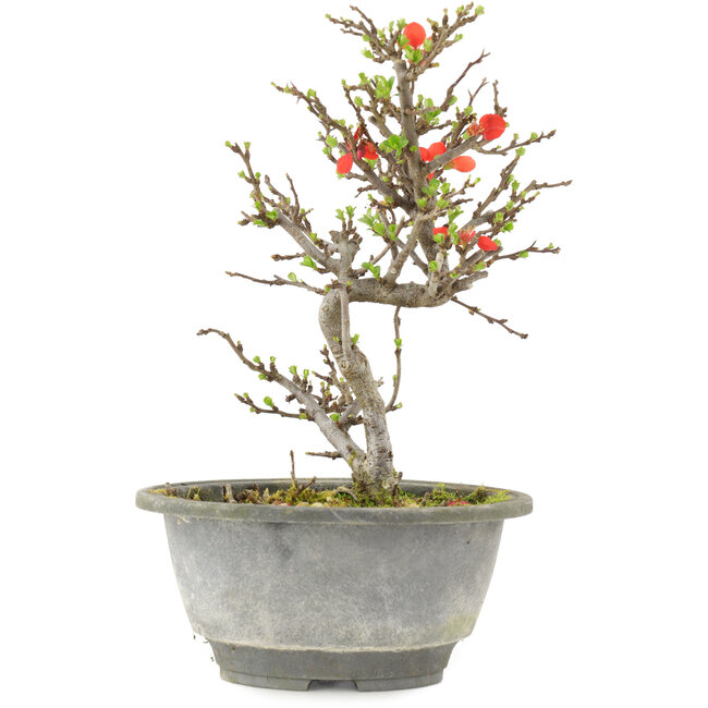 Chaenomeles speciosa, 21 cm, ± 13 ans, à fleurs rouges et fruits jaunes