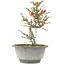 Chaenomeles speciosa, 21 cm, ± 13 anni, con fiori rossi e frutti gialli