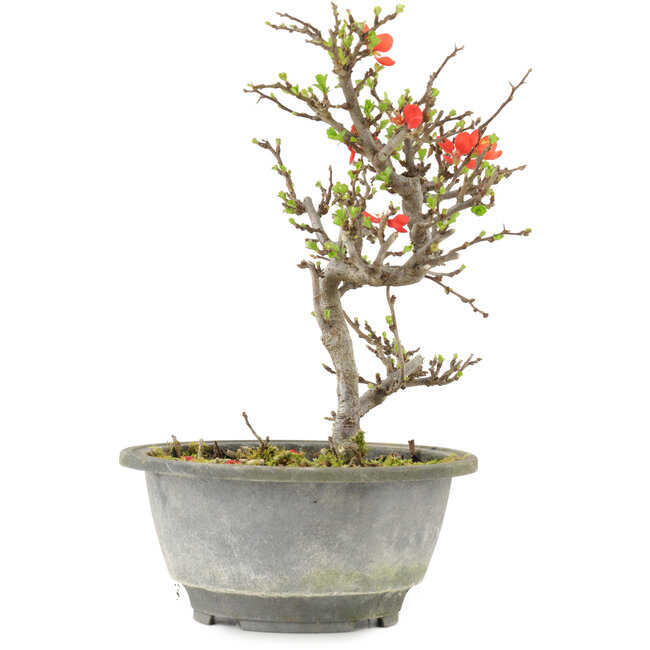 Chaenomeles speciosa, 21 cm, ± 13 anni, con fiori rossi e frutti gialli