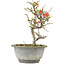 Chaenomeles speciosa, 21 cm, ± 13 anni, con fiori rossi e frutti gialli