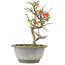 Chaenomeles speciosa, 21 cm, ± 13 years old, with red flowers and yellow fruit