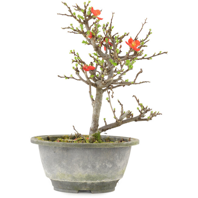 Chaenomeles speciosa, 21 cm, ± 13 anni, con fiori rossi e frutti gialli