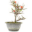 Chaenomeles speciosa, 21 cm, ± 13 anni, con fiori rossi e frutti gialli