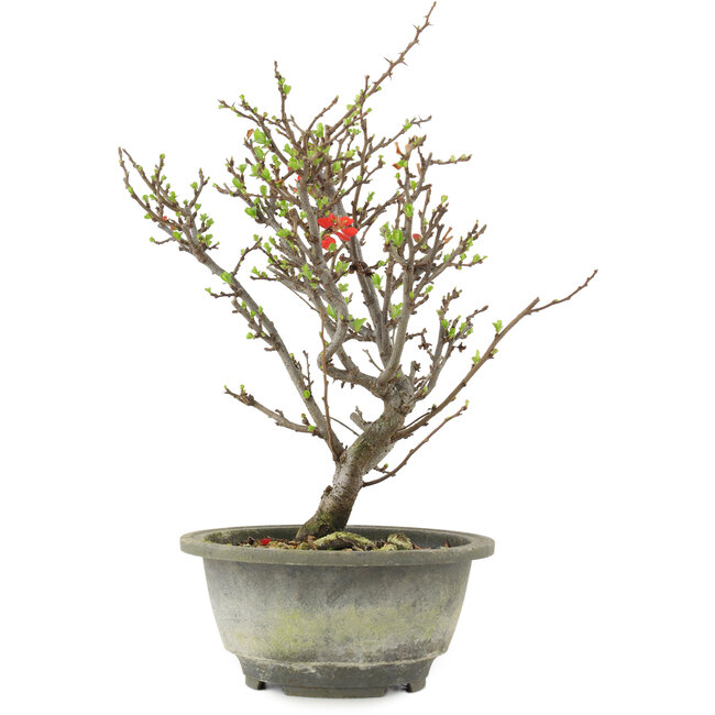 Chaenomeles speciosa, 28,5 cm, ± 13 years old, with red flowers and yellow fruit