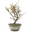 Chaenomeles speciosa, 28,5 cm, ± 13 jaar oud, met rode bloemen en geel fruit