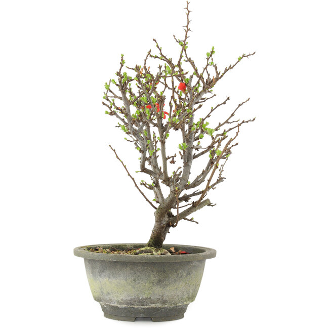 Chaenomeles speciosa, 28,5 cm, ± 13 ans, à fleurs rouges et fruits jaunes