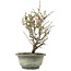 Chaenomeles speciosa, 28,5 cm, ± 13 jaar oud, met rode bloemen en geel fruit