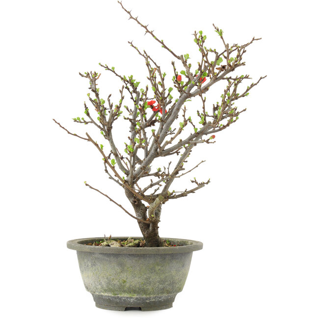 Chaenomeles speciosa, 28,5 cm, ± 13 años, con flores rojas y frutos amarillos