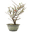 Chaenomeles speciosa, 28,5 cm, ± 13 jaar oud, met rode bloemen en geel fruit