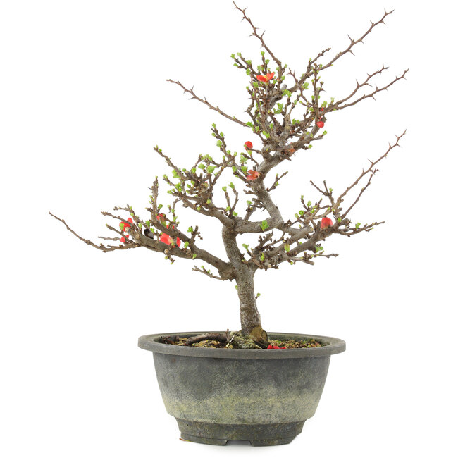 Chaenomeles speciosa, 24,5 cm, ± 13 jaar oud, met rode bloemen en geel fruit