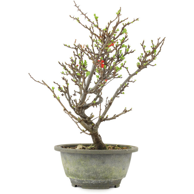 Chaenomeles speciosa, 28,5 cm, ± 13 ans, à fleurs rouges et fruits jaunes